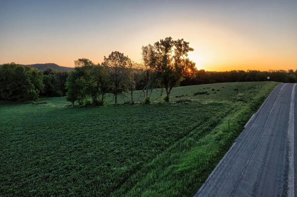 Country road climbing past a green field and a line of trees at sunset